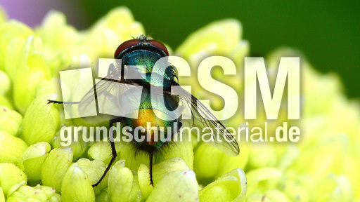 Schmeißfliege (5).jpg